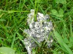 taches blanches 2.jpg