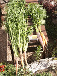 carottes geantes.jpg
