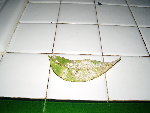 voici se que je vois sous les feuilles
