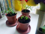 Repiquage de gourmands de tomates