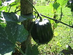une courge spontanée
