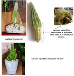 23-11-2015 CACTUS MALADES.jpg