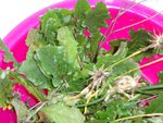 DSC01266.JPG