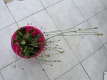 DSC01265.JPG