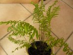 Pot Nephrolepis.jpg