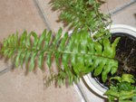 détail nephrolepis.jpg