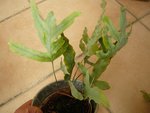 Pot phlebodium.jpg