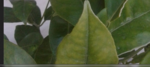 feuilles jaunes.PNG
