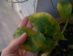IMG-20151204-WA0008.jpg
