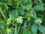 Fruits murs