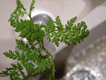 DSC0000130.JPG