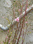 mauve_2.jpg
