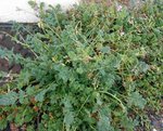 erodium1sur3.JPG