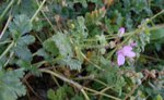 erodium2sur3.JPG