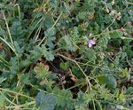 erodium3sur3.JPG