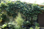 Actinidia dit kiwi_14684410214_l - copie.jpg