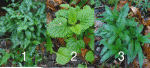 plantes.gif