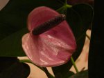 pareil sur les fleurs