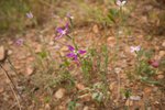 fleur-4.jpg