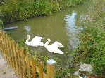le coin des cygnes