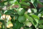 fruits 2008 22.jpg