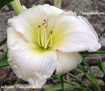 White temptation