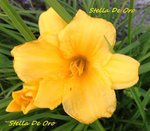 Stella de oro