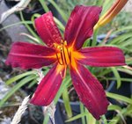 Crimson pirat