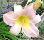 Catherine woodbery