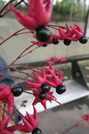 FleurRougeFruitNoir.jpg