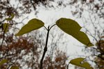 DSC_3956.JPG