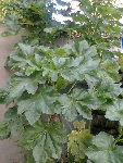Photo028.jpg