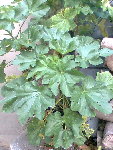 Photo029.jpg