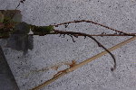 DSC_6568.JPG