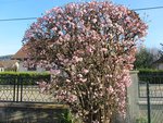 viburnum 1.jpg