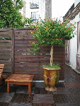 lantana2 180k.jpg