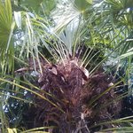 mes palmiers bis
