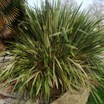 plante 1