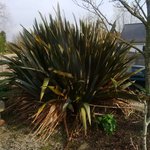 plante 2