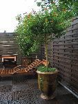 Lantana 180k.jpg