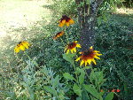 rudbeckia 08.07.08 079.jpg