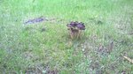 Champignon inconnu (1)_rs.jpg