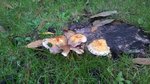 Champignon inconnu (2)_rs.jpg