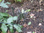 ophiopogon.jpg