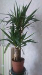 yucca