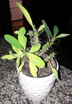plante.jpg