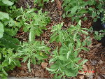 stevia rebaudiana 13.08.08 004.jpg