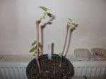 Boutures Chasselas-1.jpg
