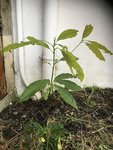 06.01.16 jardin.jpg