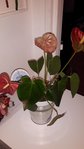 anthurium1.jpg